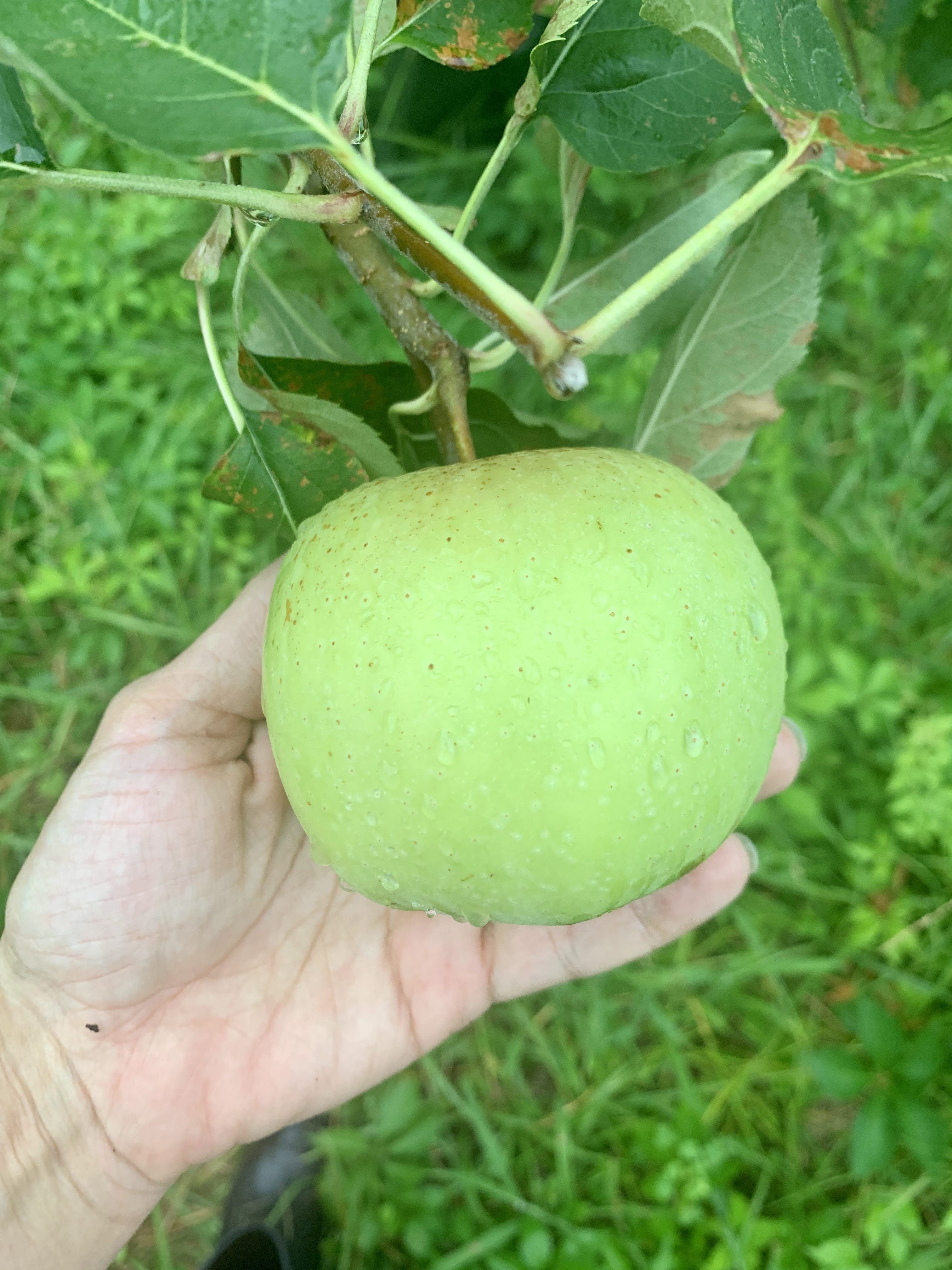 Fruit trees